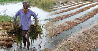 শেরপুরে অসময়ের ভারি বৃষ্টিতে আমন ধানসহ সবজিতে ব্যাপক ক্ষতির আশঙ্কা